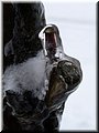 2006-03 Vogesen Ast im Eis-01.JPG