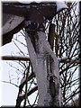 2006-03 Vogesen Ast im Eis-05.JPG