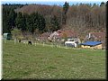 wiese3.JPG