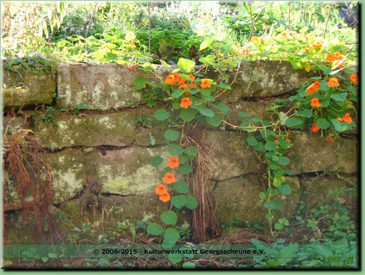 2005-10 Vogesen Brunnenkresse-02.JPG