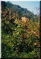 2004-08 Vogesen-Rose-01.jpg