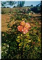 2004-08 Vogesen-Rose-02.jpg