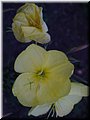 2005-08 Vogesen Gartenblume-01.JPG