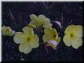2005-08 Vogesen Gartenblume-02.JPG