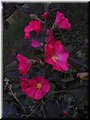 2005-08 Vogesen Gartenblume-03.JPG
