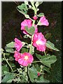2005-08 Vogesen Gartenblume-04.JPG