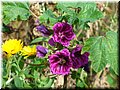 2005-10 Vogesen Blumen-01.JPG