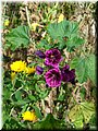 2005-10 Vogesen Blumen-02.JPG