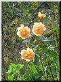 2005-10 Vogesen Blumen-04.JPG