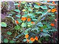 2005-10 Vogesen Blumen-05.JPG