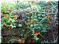 2005-10 Vogesen Blumen-06.JPG