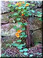 2005-10 Vogesen Blumen-08.JPG