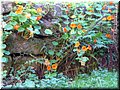 2005-10 Vogesen Blumen-09.JPG
