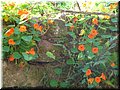 2005-10 Vogesen Brunnenkresse-01.JPG