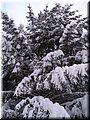 2006-03 Vogesen Winterlandschaft-09.JPG