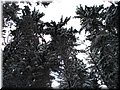 2006-03 Vogesen Winterlandschaft-15.JPG