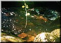 2004-08 Vogesen-Wasser-01.JPG